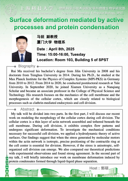 Surface deformation mediated by active processes and protein condensation