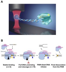 SLST Researchers Reveal the Dynamics of SaCas9 in DNA Target Association and Dissociation