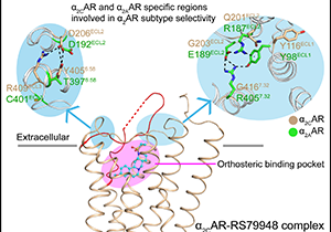 New Findings on Adrenergic Receptors Shed Light on Partial Agonism and Biased Signalling 