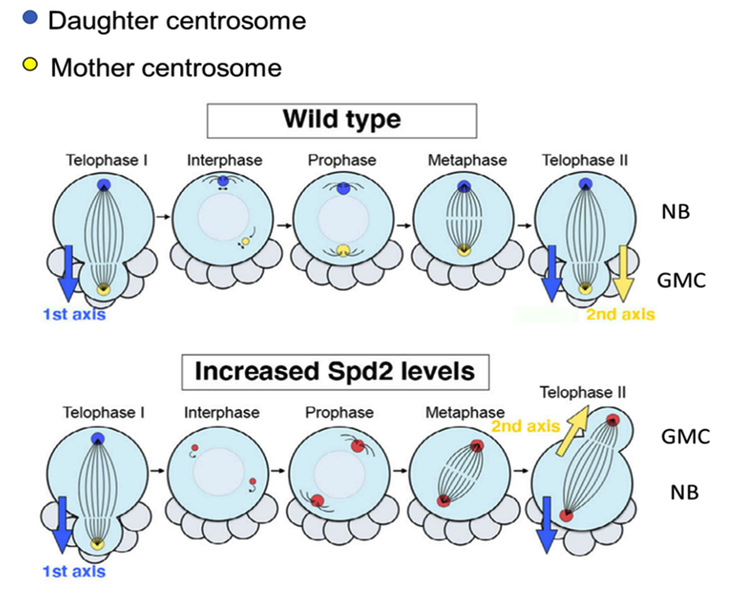 New mechanism of asymmetric centrosome division in neural stem cells