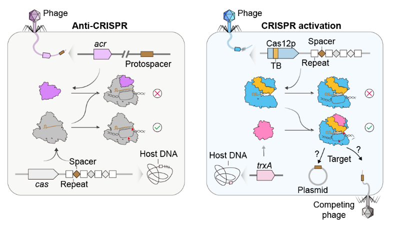 物质学院季泉江课题组发现激活超小型基因编辑系统的分子开关
