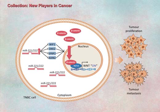 Groundbreaking Study Offers New Entry Point in Triple Negative Breast Cancer Research