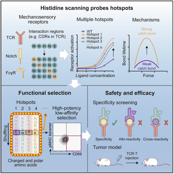 Researchers develop a simple method to make immune cells better at spotting and destroying tumors