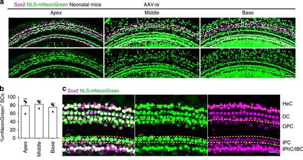 上海科技大学钟桂生课题组与合作者开发出新型腺相关病毒（AAV）血清型