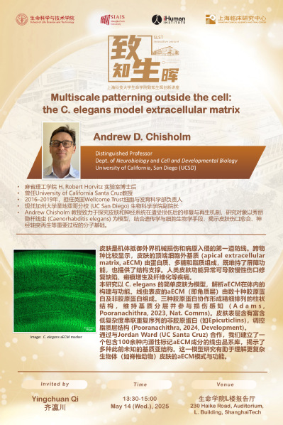 Multiscale patterning outside the cell: the C. elegans model extracellular matrix