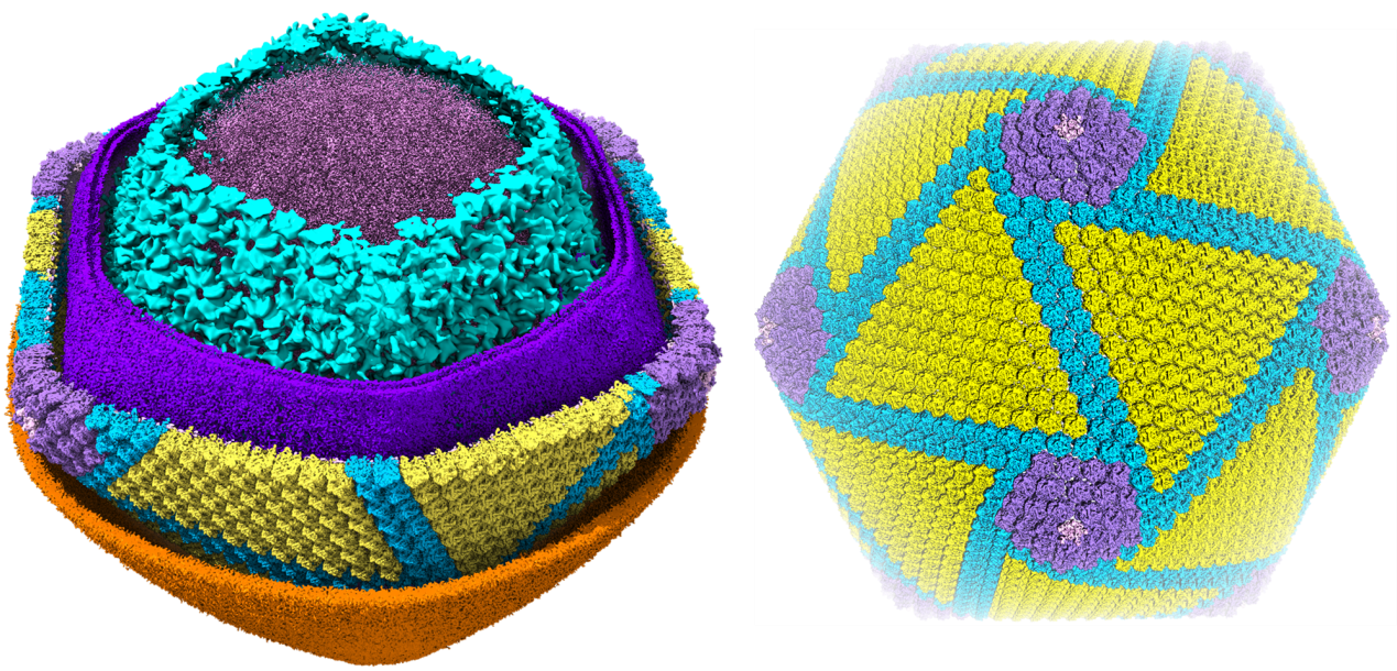 SIAIS Research Team Unveils Structure of African Swine Fever Virus