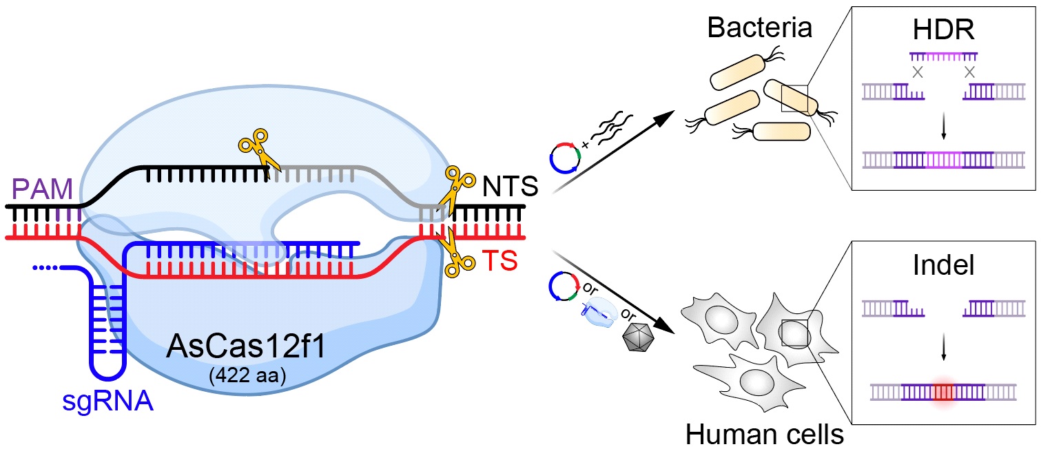 物质学院季泉江课题组开发极小型CRISPR-Cas12f基因编辑工具