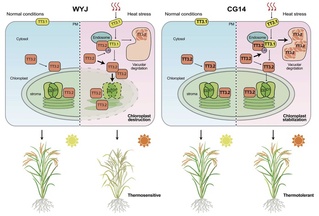 A new breakthrough in the study of high temperature resistant genes in rice   