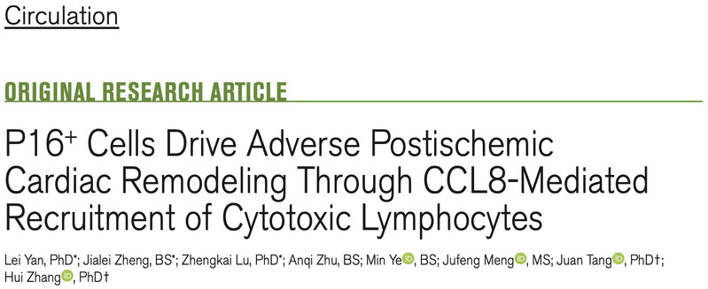 生命学院张辉课题组合作揭示心肌梗死后心脏不良重塑新机制与干预靶点