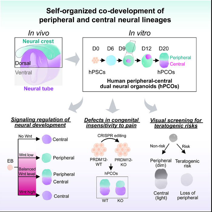 Xiang Yangfei’s group develops self-organizing peripheral-central neural organoids for disease and teratogenicity modeling