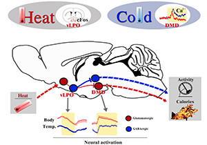 Researchers Reveal a Neural Mechanism for Body Temperature Regulation