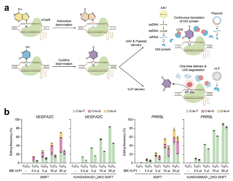 Chen Jia’s group develops an efficient VLP delivery system for in vivo cytosine base editing