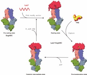 SIAIS Researchers Unveil Structural Basis of Trehalose Recycling by the ABC Transporter LpqY-SugABC