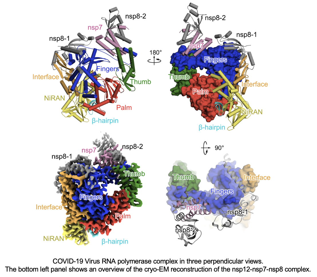 SIAIS Researchers Determine Structure of RNADependent RNA Polymerase