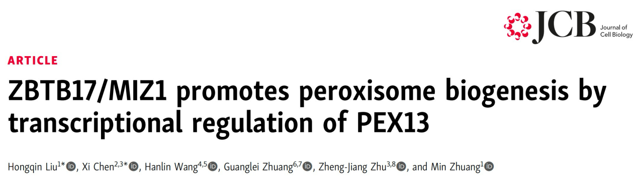 生命学院庄敏课题组发现过氧化物酶体的调控新机制