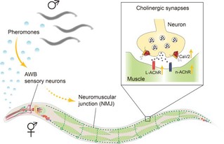 SLST researchers discover sex-specific pheromone modulation of synaptic transmission