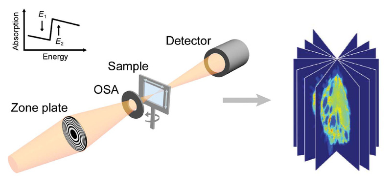 Progress Made in Sychrotron-based Bioimaging