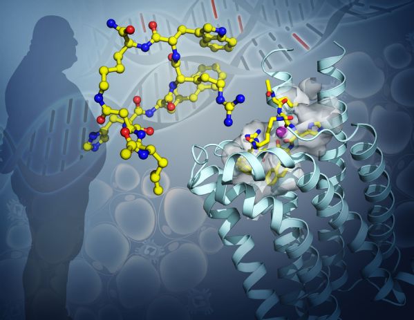 我校研究团队关于肥胖症药物靶点的最新成果在Science在线发表