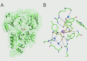 Insights into How Staphylococcus Aureus Utilizes StP