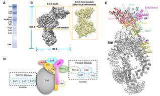 SIAIS researchers report the cryo-EM structure of eukaryotic NuA4 histone acetyltransferase complex