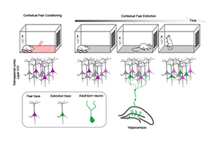 Role of Retrosplenial Cortex in Contextual Fear Conditioning Decoded  