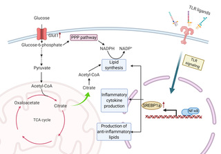 SLST Professor Tiffany Horng discusses how lipid metabolism regulates macrophage function 