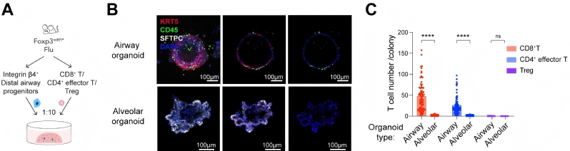 生命学院席莹课题组与合作者揭示肺组织异常修复对淋巴细胞组织驻留和肺泡再生的作用