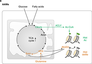 Immune Cell Metabolism Reviewed