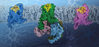 3D Protein Structures Help the Orphan Receptor Find Its Way Home: Scientists Uncovered the 3D Structures of an Orphan GPCR and Published Their Results in Nature