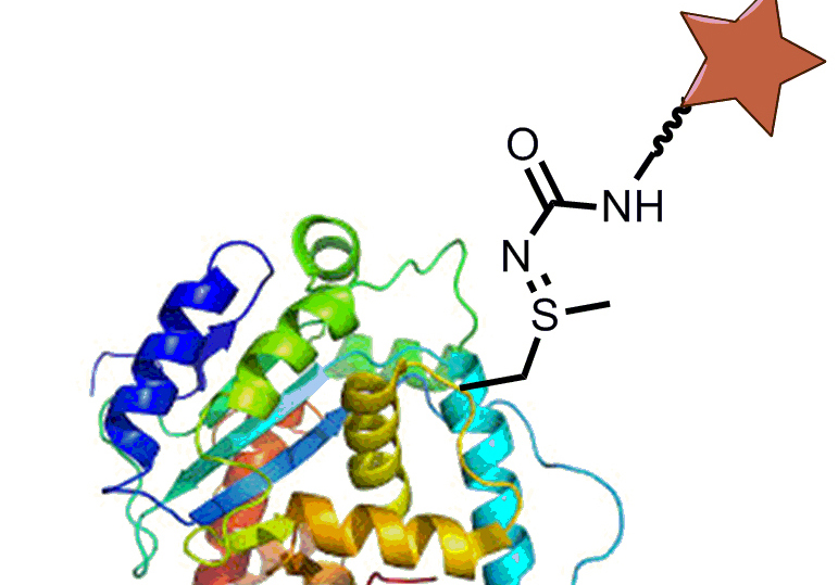Novel Selective Methionine Bioconjugation Method Launched
