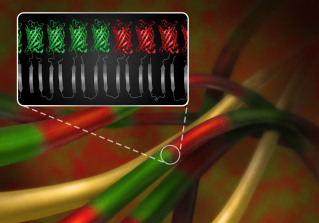 SPST Research Team Develops Diverse Supramolecular Nanofiber Networks