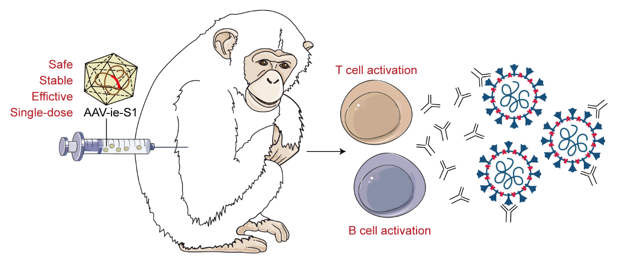 iHuman研究所与生命学院团队合作开发新型AAV载体新型冠状病毒疫苗