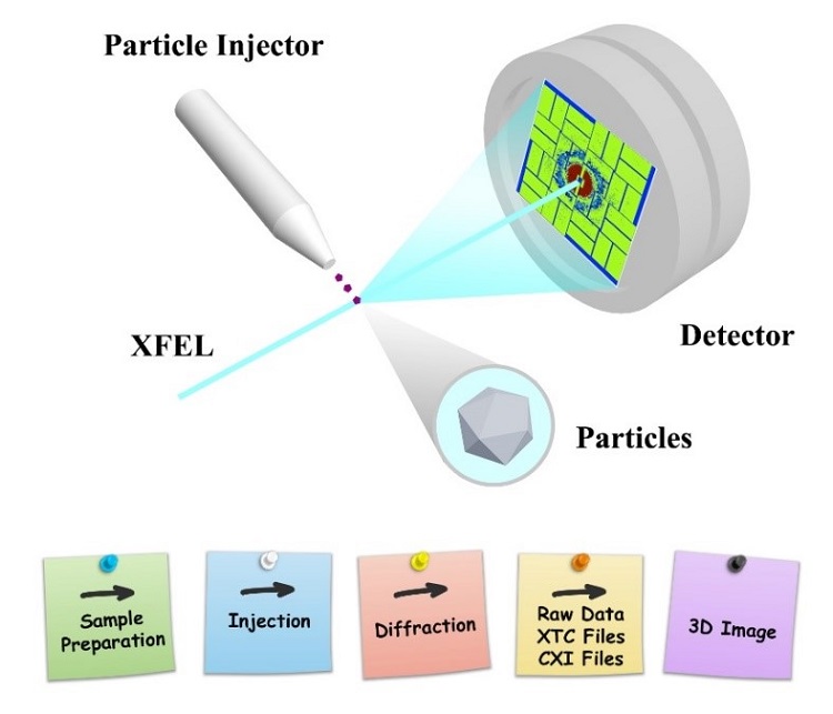 我校硬x射线自由电子激光团队江怀东,江玉海课题组分别取得重要进展