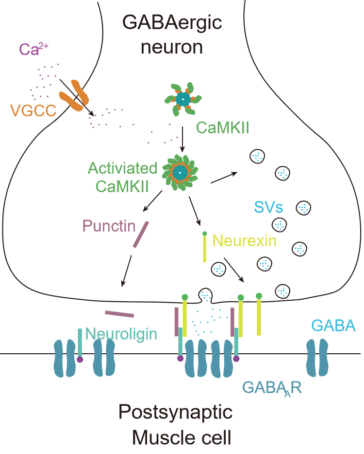 New discoveries in the way nervous system senses and adjusts to environmental changes