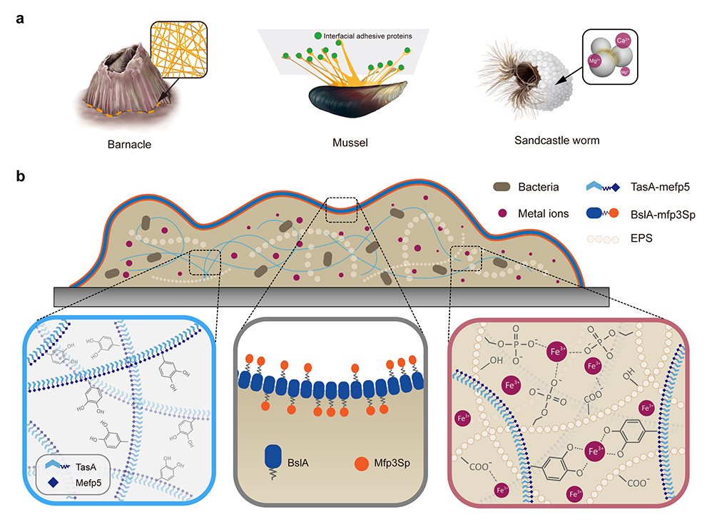 物质学院钟超课题组开发出基于细菌生物被膜的活体胶水