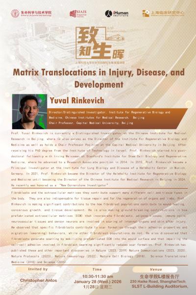 Matrix Translocations in Injury, Disease, and Development