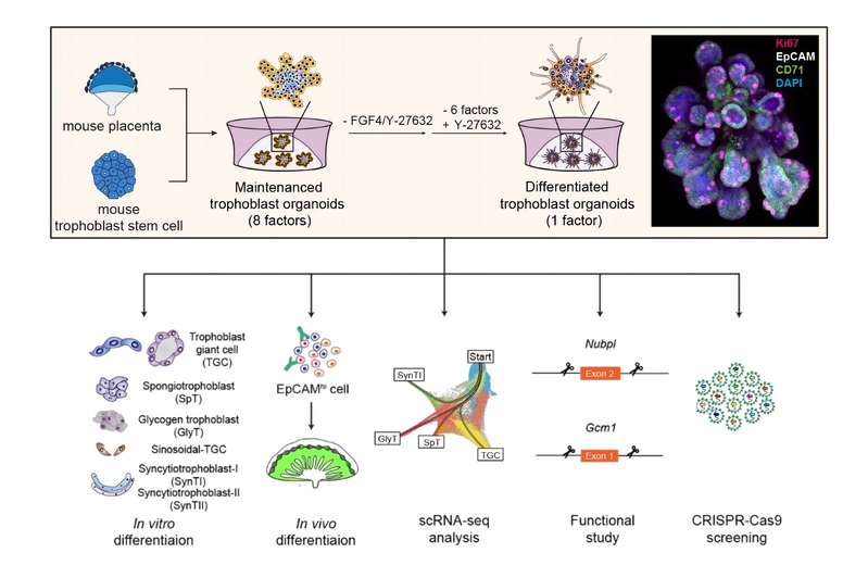 SLST scientists establish mouse trophoblast organoids for the first time