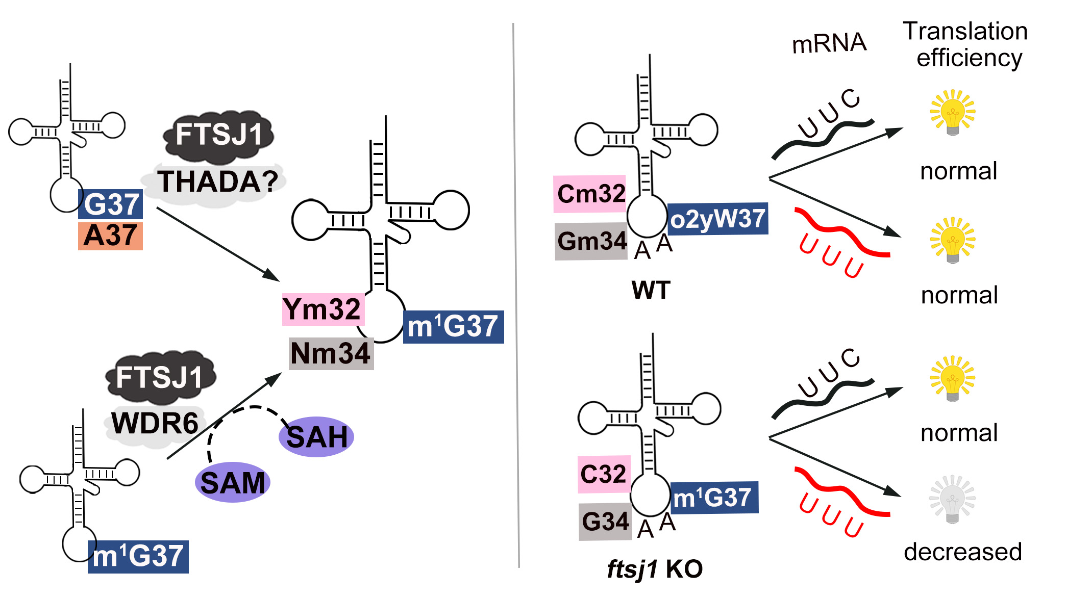 Liu Ru-Juan’s Group Reveals Intellectual Disability-Associated Gene ftsj1 Modulates the Translation of Codon-Biased Genes
