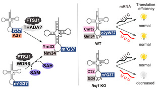 Liu Ru-Juan’s Group Reveals Intellectual Disability-Associated Gene ftsj1 Modulates the Translation of Codon-Biased Genes